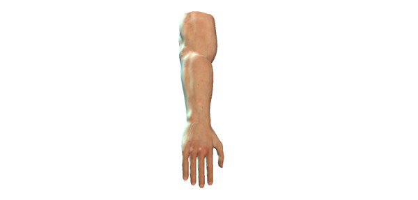 arm 3d model - Arm Model by Schloder87