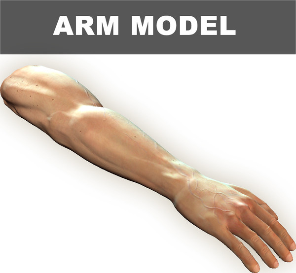 arm 3d model - Arm Model by Schloder87