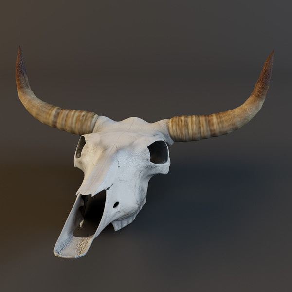 cow skull 3d model - Cow_skull by mifody