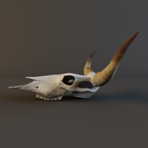 cow skull 3d model - Cow_skull by mifody