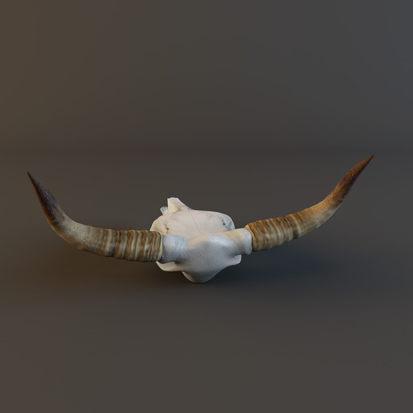 cow skull 3d model - Cow_skull by mifody