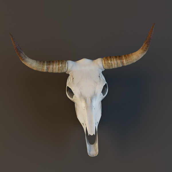 cow skull 3d model - Cow_skull by mifody