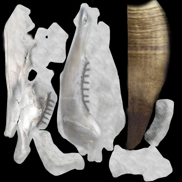 cow skull 3d model - Cow_skull by mifody