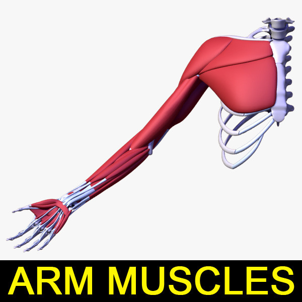 3d human arm muscles - Arm muscles by leo3Dmodels