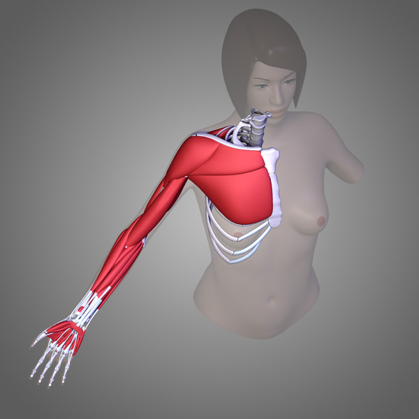3d human arm muscles - Arm muscles by leo3Dmodels