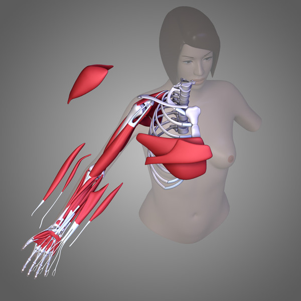 3d human arm muscles - Arm muscles by leo3Dmodels