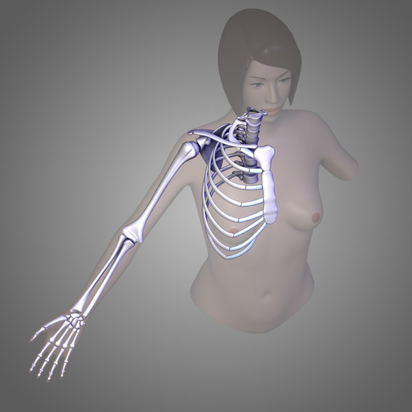 3d human arm muscles - Arm muscles by leo3Dmodels