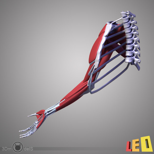 3d human arm muscles - Arm muscles by leo3Dmodels