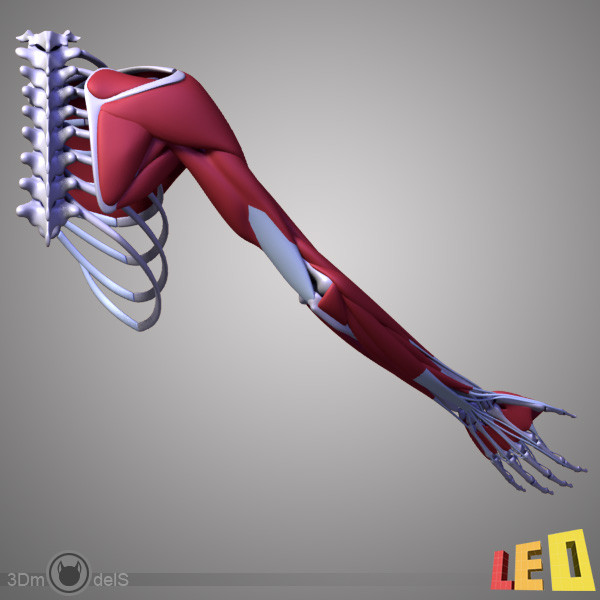 3d human arm muscles - Arm muscles by leo3Dmodels