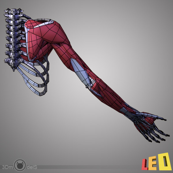 3d human arm muscles - Arm muscles by leo3Dmodels