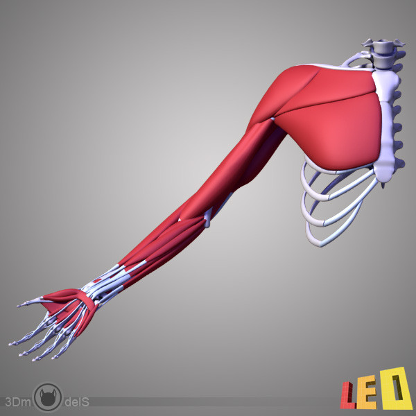 3d human arm muscles - Arm muscles by leo3Dmodels