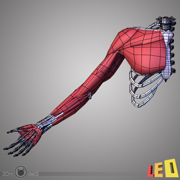 3d human arm muscles - Arm muscles by leo3Dmodels