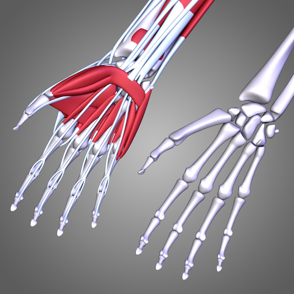 3d human arm muscles - Arm muscles by leo3Dmodels