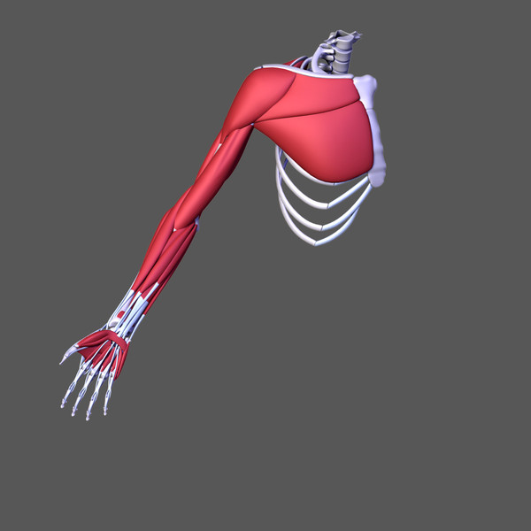 3d human arm muscles - Arm muscles by leo3Dmodels