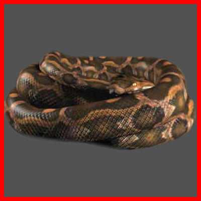 3d snakes model - Snakes Pack by NONECG