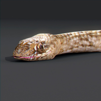 3d snakes model - Snakes Pack by NONECG