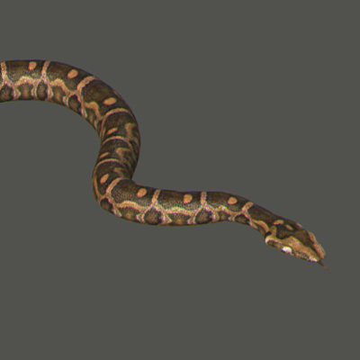 3d snakes model - Snakes Pack by NONECG