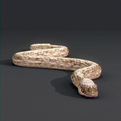 3d snakes model - Snakes Pack by NONECG