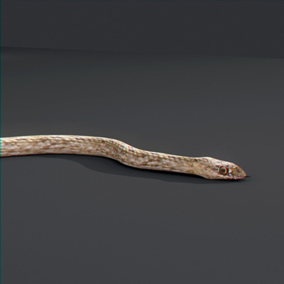 3d snakes model - Snakes Pack by NONECG