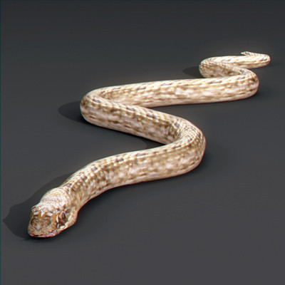 3d snakes model - Snakes Pack by NONECG