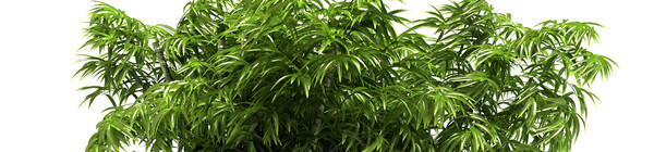 bamboo plants 3d: 3d 3ds - DOSCH 3D: Bamboo Plants by Dosch Design