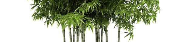 bamboo plants 3d: 3d 3ds - DOSCH 3D: Bamboo Plants by Dosch Design