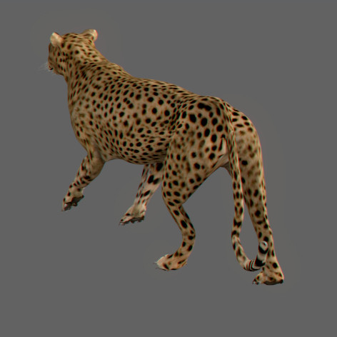 felines fur 3d model - Wild Felines Pack by NONECG