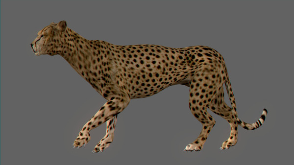 felines fur 3d model - Wild Felines Pack by NONECG