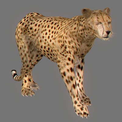 felines fur 3d model - Wild Felines Pack by NONECG