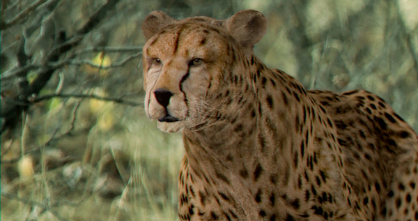 felines fur 3d model - Wild Felines Pack by NONECG