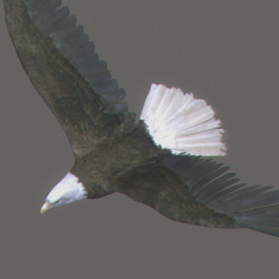 lightwave birds prey 3ds - Birds of Prey Animated Pack by NONECG