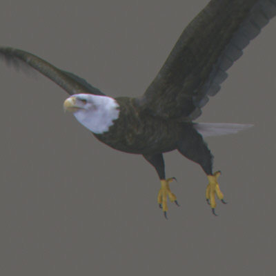 lightwave birds prey 3ds - Birds of Prey Animated Pack by NONECG