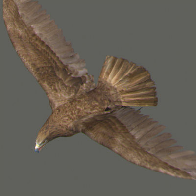 lightwave birds prey 3ds - Birds of Prey Animated Pack by NONECG