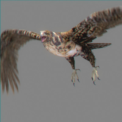 lightwave birds prey 3ds - Birds of Prey Animated Pack by NONECG