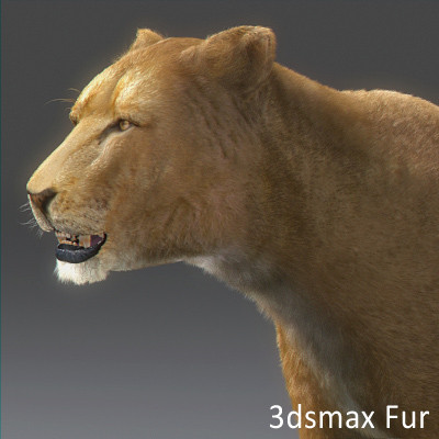 felines fur 3d model - Wild Felines Pack by NONECG