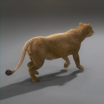felines fur 3d model - Wild Felines Pack by NONECG