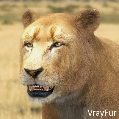 felines fur 3d model - Wild Felines Pack by NONECG