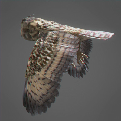 lightwave birds prey 3ds - Birds of Prey Animated Pack by NONECG