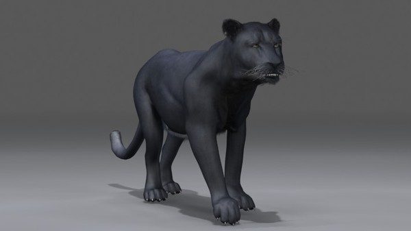 felines fur 3d model - Wild Felines Pack by NONECG