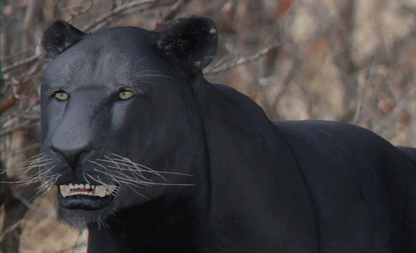felines fur 3d model - Wild Felines Pack by NONECG