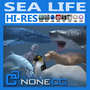 max polar bear sea life