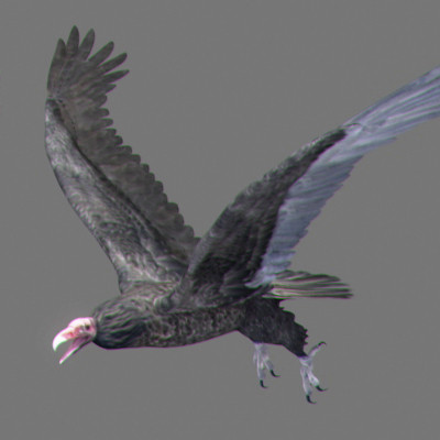 lightwave birds prey 3ds - Birds of Prey Animated Pack by NONECG