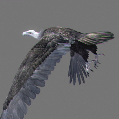 lightwave birds prey 3ds - Birds of Prey Animated Pack by NONECG
