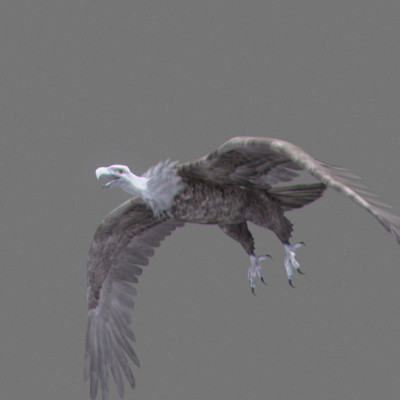 lightwave birds prey 3ds - Birds of Prey Animated Pack by NONECG