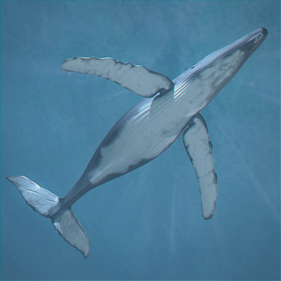 3ds max dolphin rigged lightwave - Rigged Marine Mammals Pack by NONECG