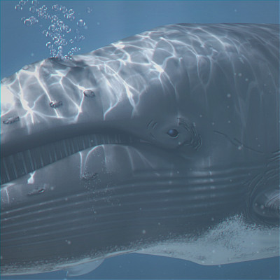 3ds max dolphin rigged lightwave - Rigged Marine Mammals Pack by NONECG