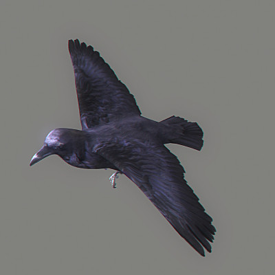 crow flamingo parrots 3d 3ds - Animated Birds Pack by NONECG