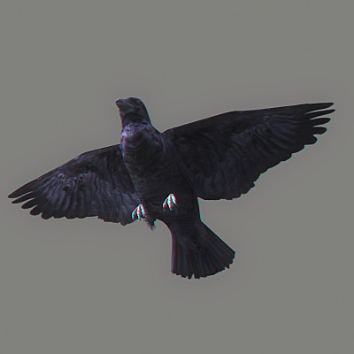 crow flamingo parrots 3d 3ds - Animated Birds Pack by NONECG