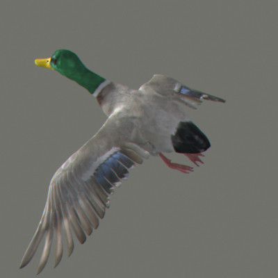 maya farm birds - Animated Farm Birds Pack by NONECG
