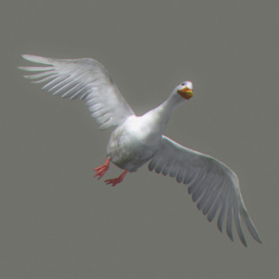 maya farm birds - Animated Farm Birds Pack by NONECG